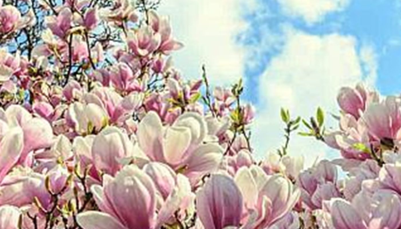 magnolia-flowers-june152018